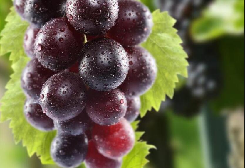 南寧專業(yè)美容學校幫你找到可以降火的水果啦