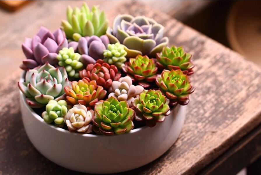 南寧花藝資訊：多肉花籃怎么做？