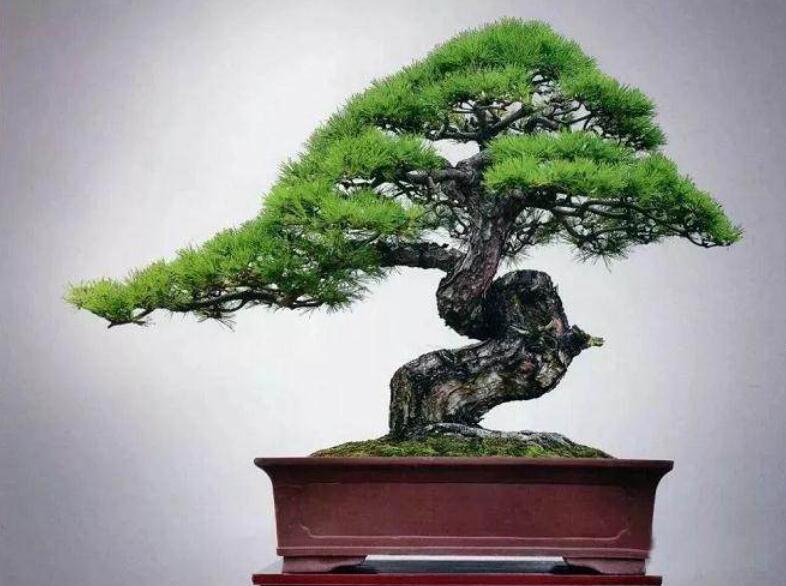 盆景制作3個(gè)注意事項(xiàng)，南寧婚慶花藝培訓(xùn)分享