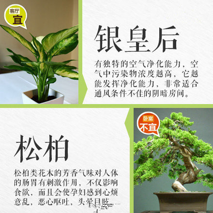 哪些綠植適合放在室內(nèi)？南寧花藝師培訓(xùn)學(xué)校盤點清單