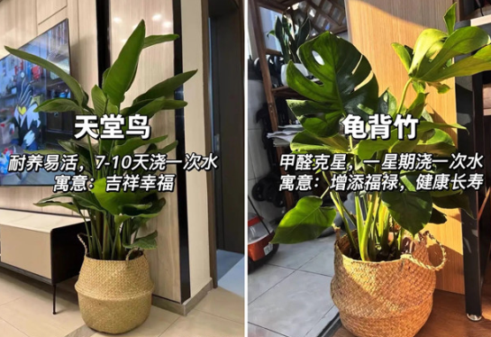 適合放在客廳的綠植，廣西花藝綠植培訓分享