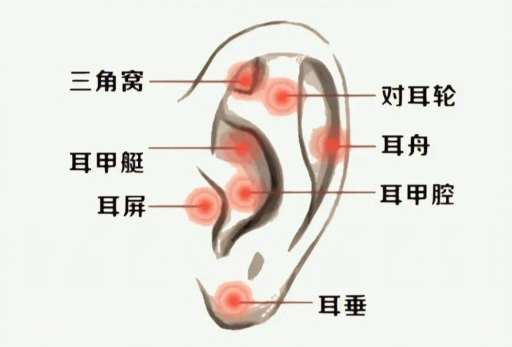 揉搓耳朵的好處，廣西美容經絡培訓班課程
