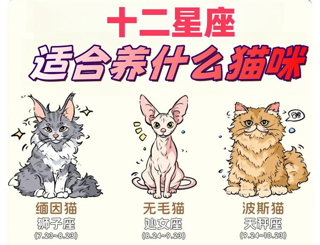 12星座適合養(yǎng)什么貓咪？